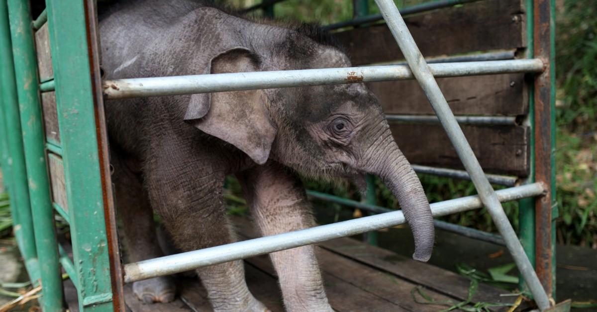 Joe, the Borneo elephant standing in a cage