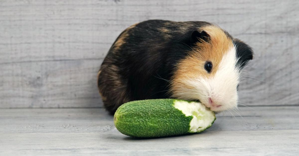 What could guinea fashion pigs eat