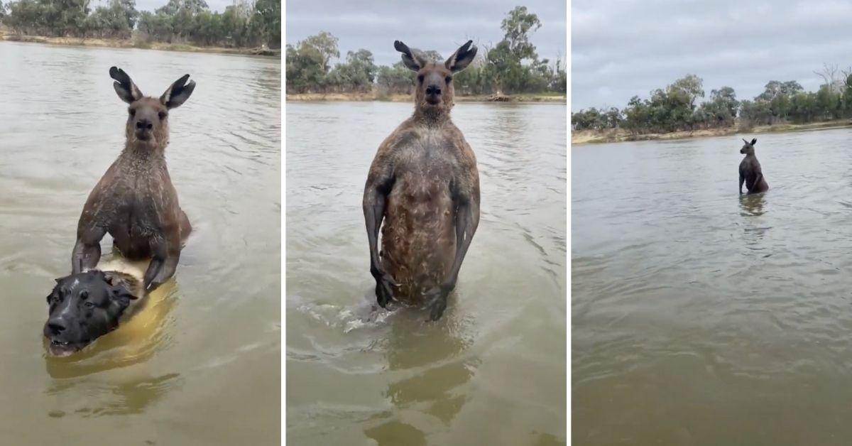 One Australian Man Fights A Kangaroo to Save His Dog