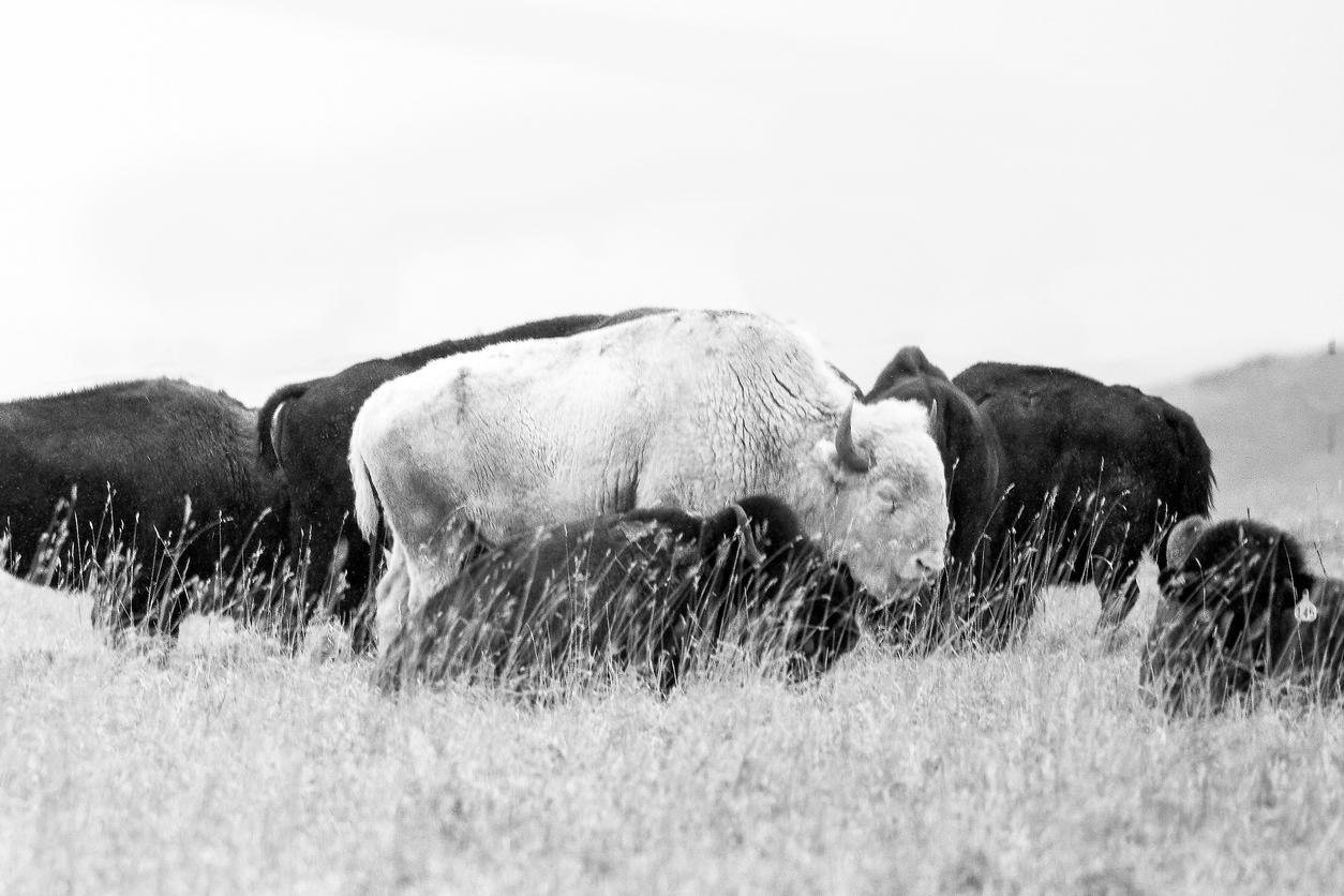 A black and white photo of a white buffalo amongst a herd of brown buffalo 